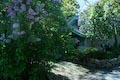 Lilac, Bar Harbor