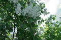 Lilac, Bar Harbor