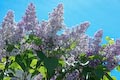 It's bloom time!